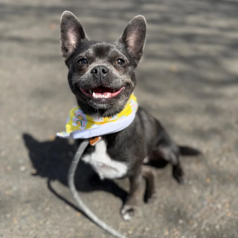 An adult small-sized female Gray / Blue / Silver Chihuahua dog named Princesa for adoption in Newberg, OR