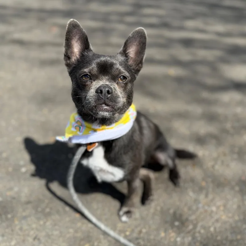 Princesa thumbnail 6