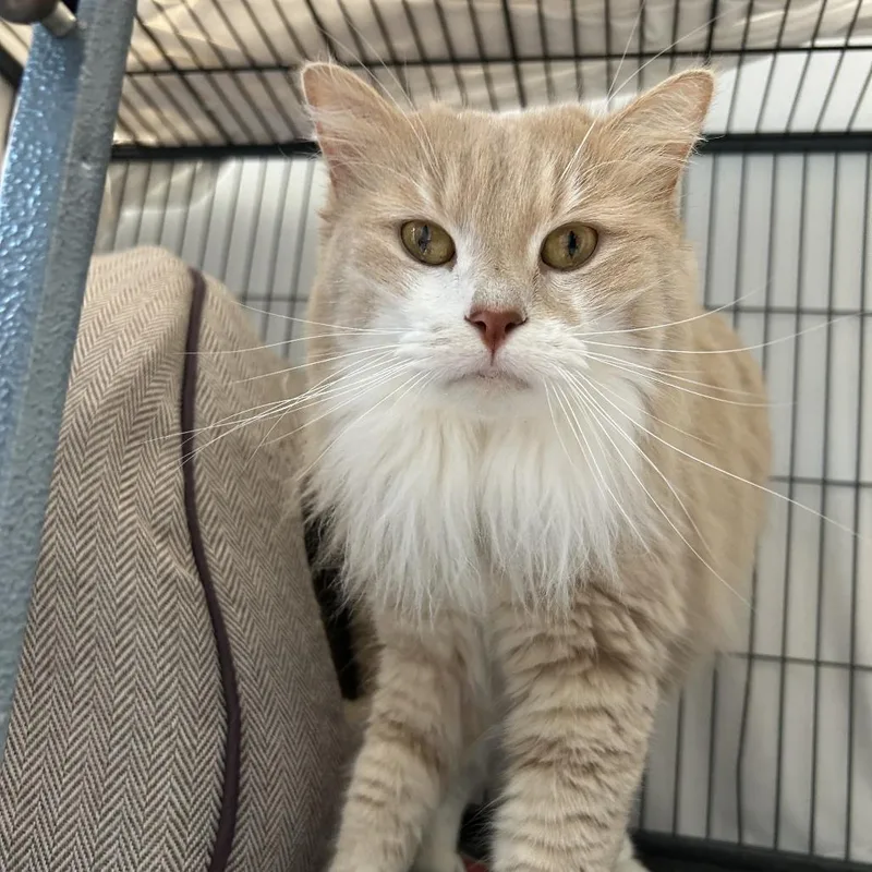 A senior large-sized female Buff / Tan / Fawn Domestic Long Hair cat named Puff for adoption in Mooresville, NC