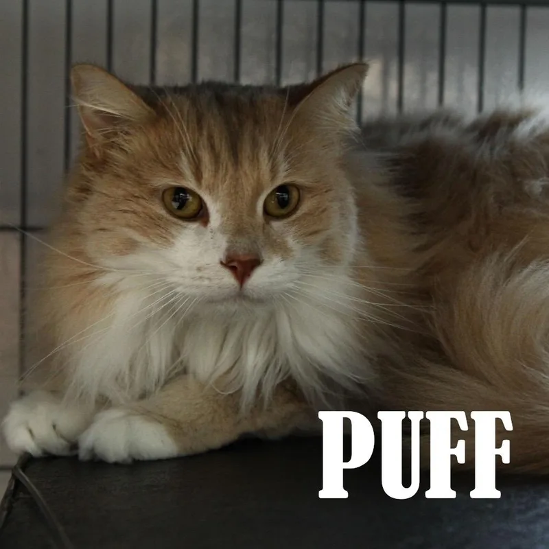 Puff thumbnail 2
