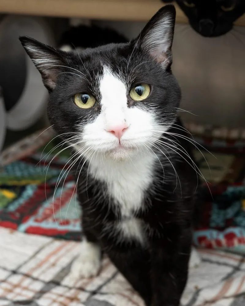 A young small-sized male Domestic Short Hair cat named Achilles for adoption in Boone, IA