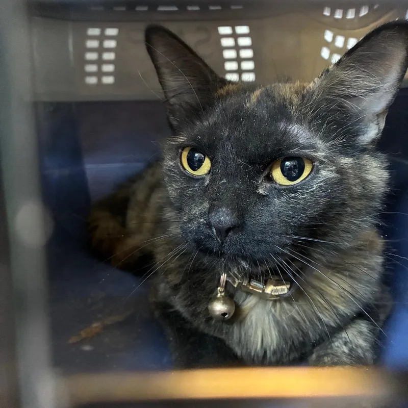 An adult medium-sized female Tortoiseshell Domestic Short Hair cat named Sasha At Butler for adoption in Flagstaff, AZ