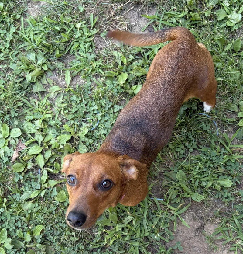 Bella