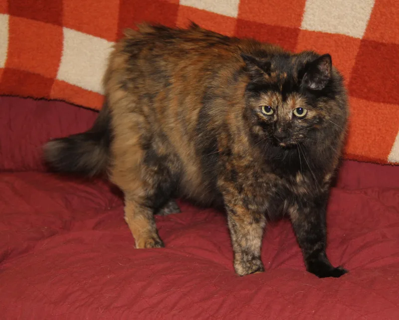 An adult large-sized female Tortoiseshell cat named Georgia for adoption in Marietta, OH