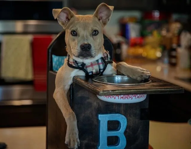 A young small-sized male American Staffordshire Terrier dog named Bubba for adoption in San Antonio, TX