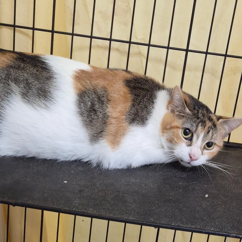 An adult small-sized female Domestic Short Hair cat named Rhonda for adoption in Cleveland, MS