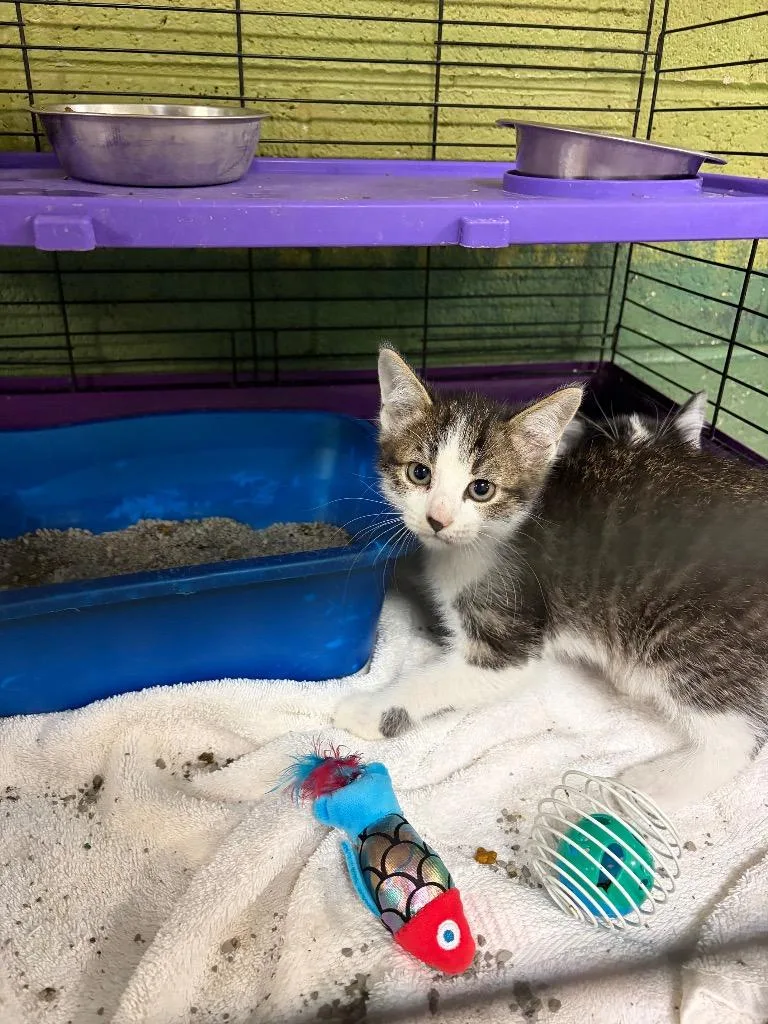 A baby small-sized male Domestic Short Hair cat named Mr. Whiskers for adoption in Ada, OK