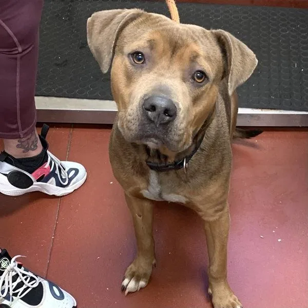 An adult large-sized male Pit Bull Terrier dog named Bailey for adoption in Salisbury, MD