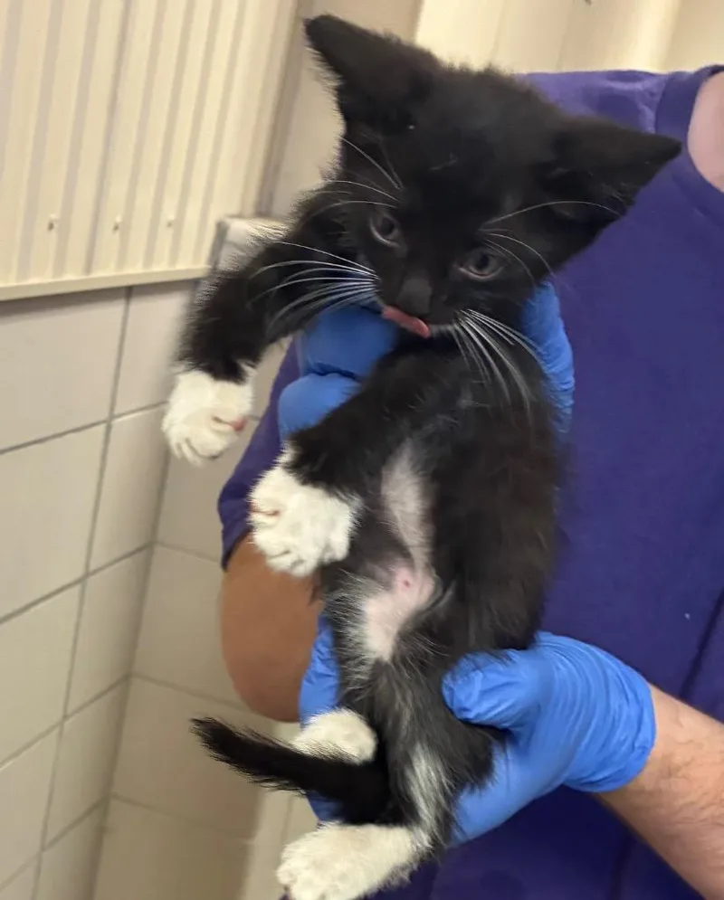 A baby small-sized male Domestic Short Hair cat named Ethan for adoption in Bossier City, LA