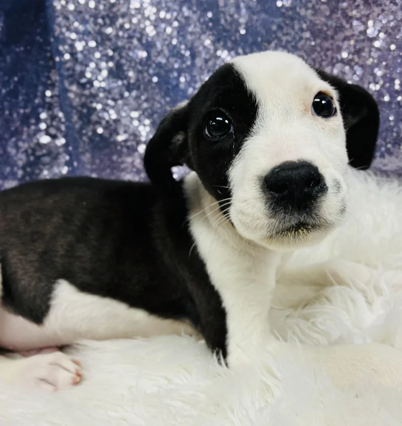 A baby small-sized male Terrier dog named Sylvester for adoption in Cedarburg, WI
