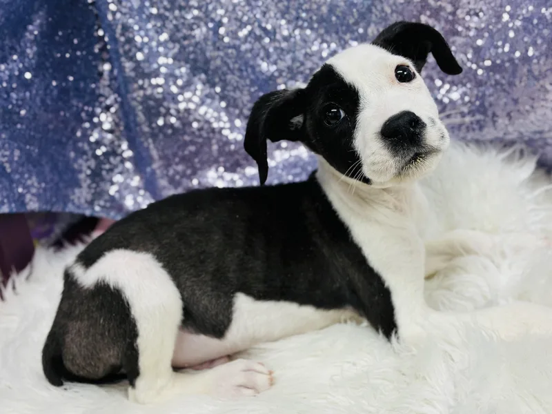 Sylvester thumbnail 2