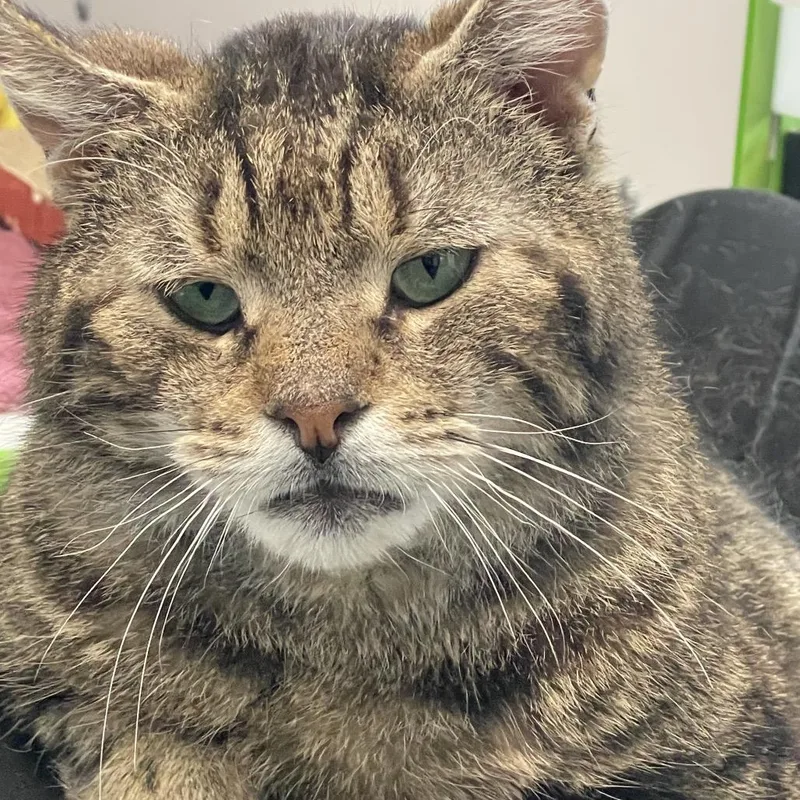 Huckleberry thumbnail 2