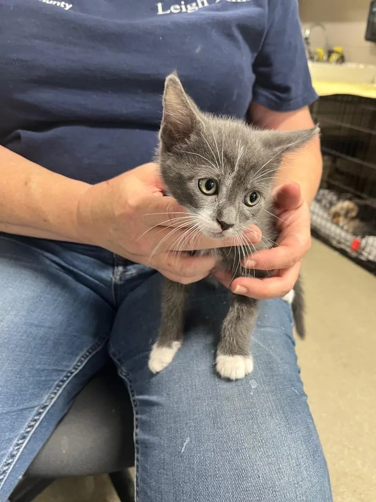 A baby small-sized male Domestic Short Hair cat named Axe for adoption in Hopkinsville, KY