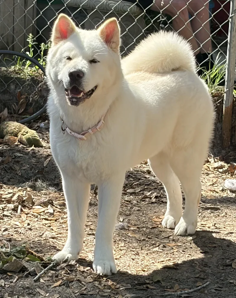 Polar