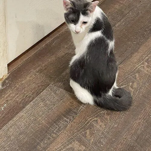 A young medium-sized male Gray & White Domestic Short Hair cat named Koa for adoption in Tampa, FL