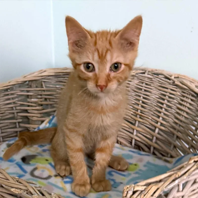 A baby small-sized male Orange / Red Domestic Long Hair cat named Grunge for adoption in Kansas City, MO