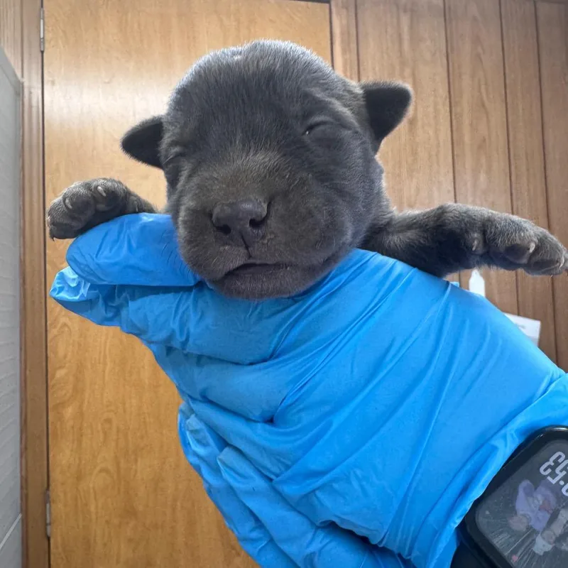 A baby small-sized female Gray / Blue / Silver Mixed Breed dog named Fleetwood Mac for adoption in Columbiana, AL
