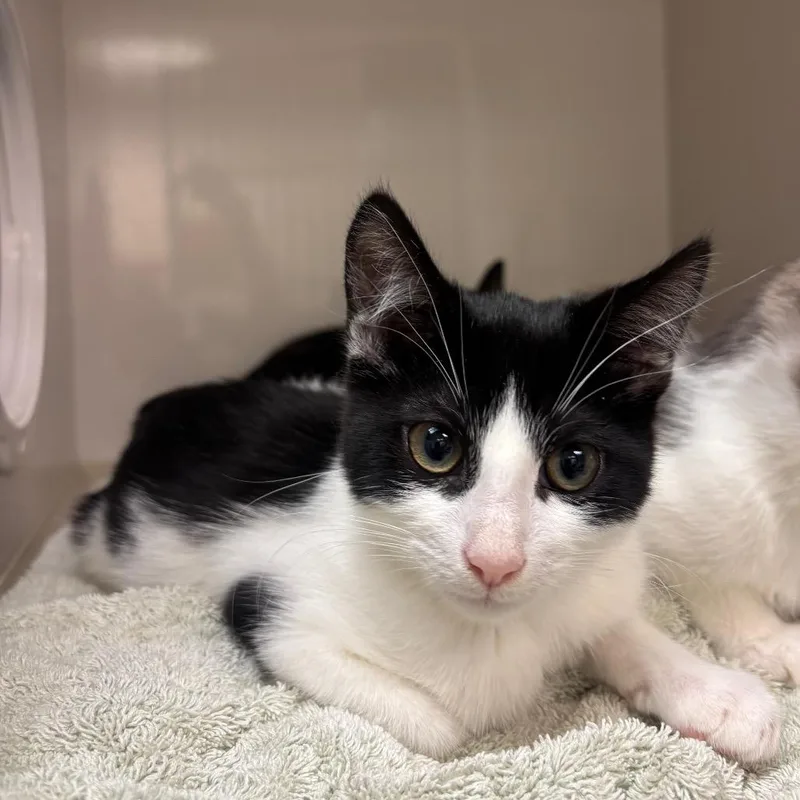 A baby small-sized male Black Domestic Short Hair cat named Saga for adoption in Redwood City, CA