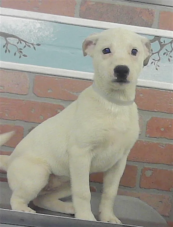 A baby small-sized female Labrador Retriever dog named Texarkana for adoption in Houston, TX