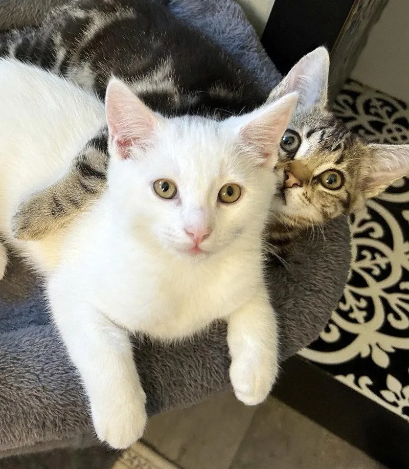 A young medium-sized male White Domestic Short Hair cat named Cosmo for adoption in Alameda, CA