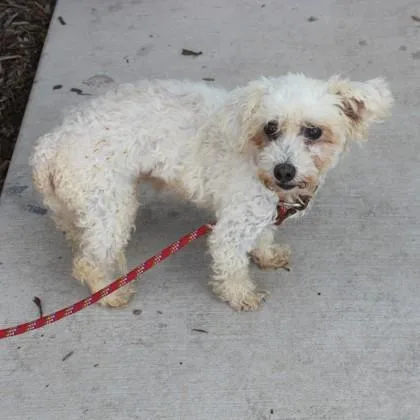 An adult small-sized female Havanese dog named Anja for adoption in Elk Grove Village, IL