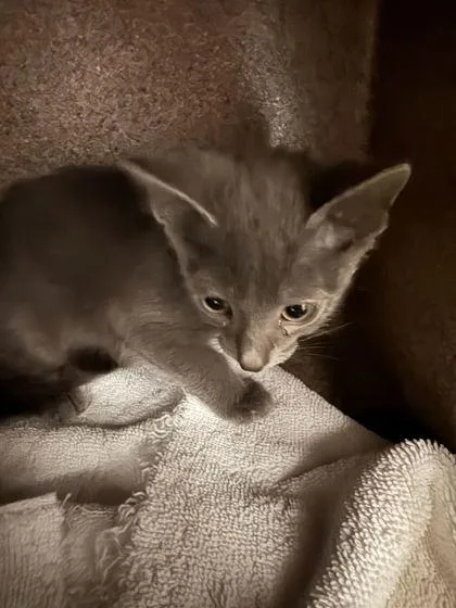 A baby small-sized female Domestic Short Hair cat named Ginger for adoption in Sevierville, TN