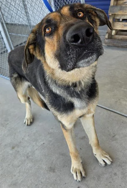 An adult large-sized male German Shepherd Dog dog named Leo for adoption in Bakersfield, CA