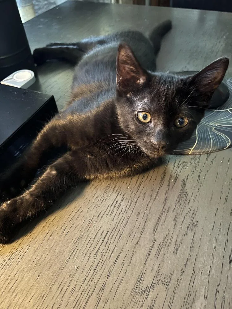 A baby small-sized female Black Bombay cat named Raven for adoption in Lancaster, CA