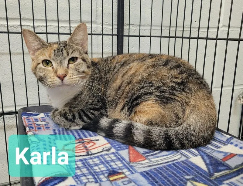 A young medium-sized female Domestic Short Hair cat named Karla for adoption in Richmond, IN