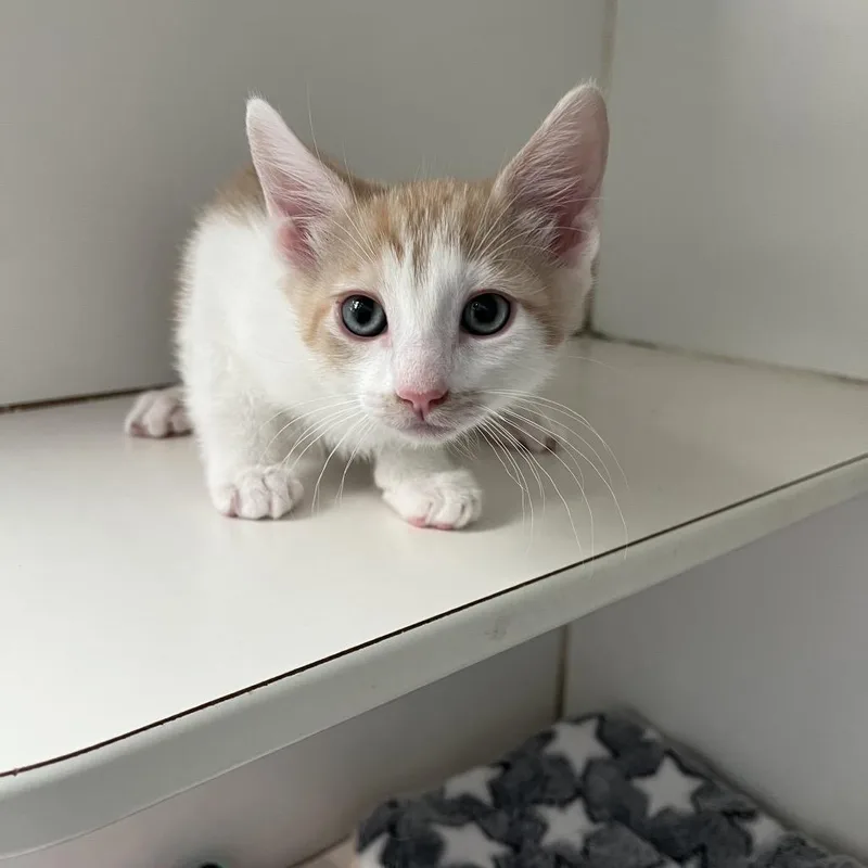 A baby small-sized male Orange / Red Domestic Short Hair cat named Cranberry for adoption in Hawthorne, CA