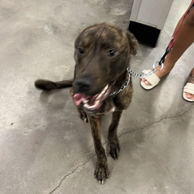A young medium-sized male Black Mouth Cur dog named Cole for adoption in Tampa, FL
