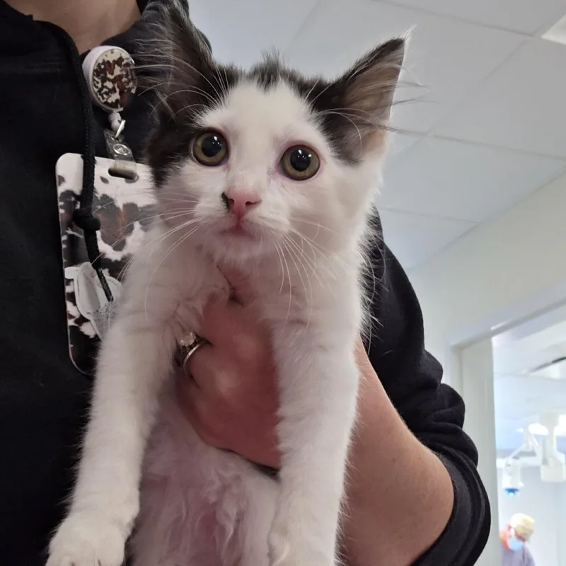 A baby small-sized female Black Domestic Short Hair cat named Wakley for adoption in Novelty, OH