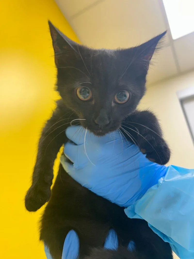 A baby small-sized female Black Domestic Short Hair cat named Juno for adoption in Raleigh, NC