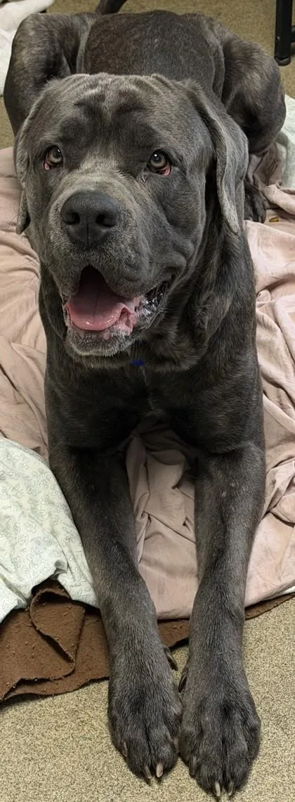 An adult large-sized male Mixed Breed dog named Aires for adoption in West Chester, PA