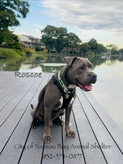 C Roscoe