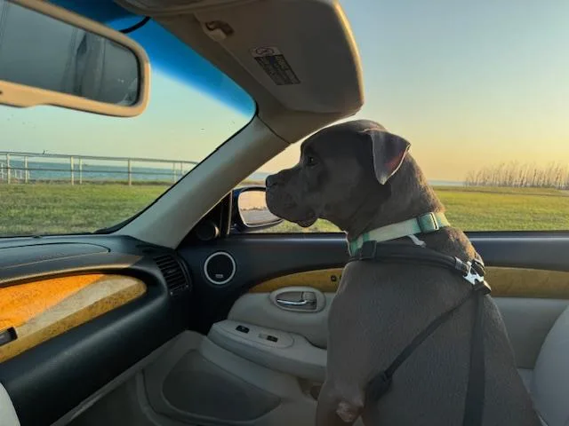 C Roscoe thumbnail 4