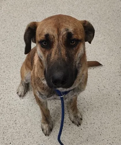 An adult large-sized male Mixed Breed dog named Ted for adoption in Lafayette, IN