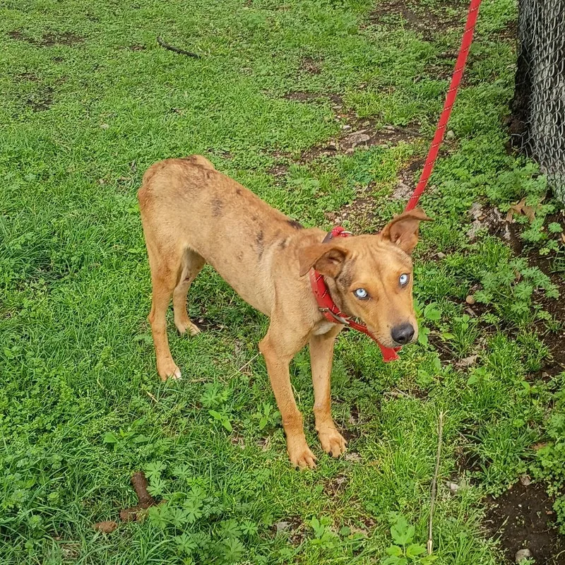 A young small-sized female Yellow / Tan / Blond / Fawn Pit Bull Terrier dog named Xander D for adoption in Corsicana, TX