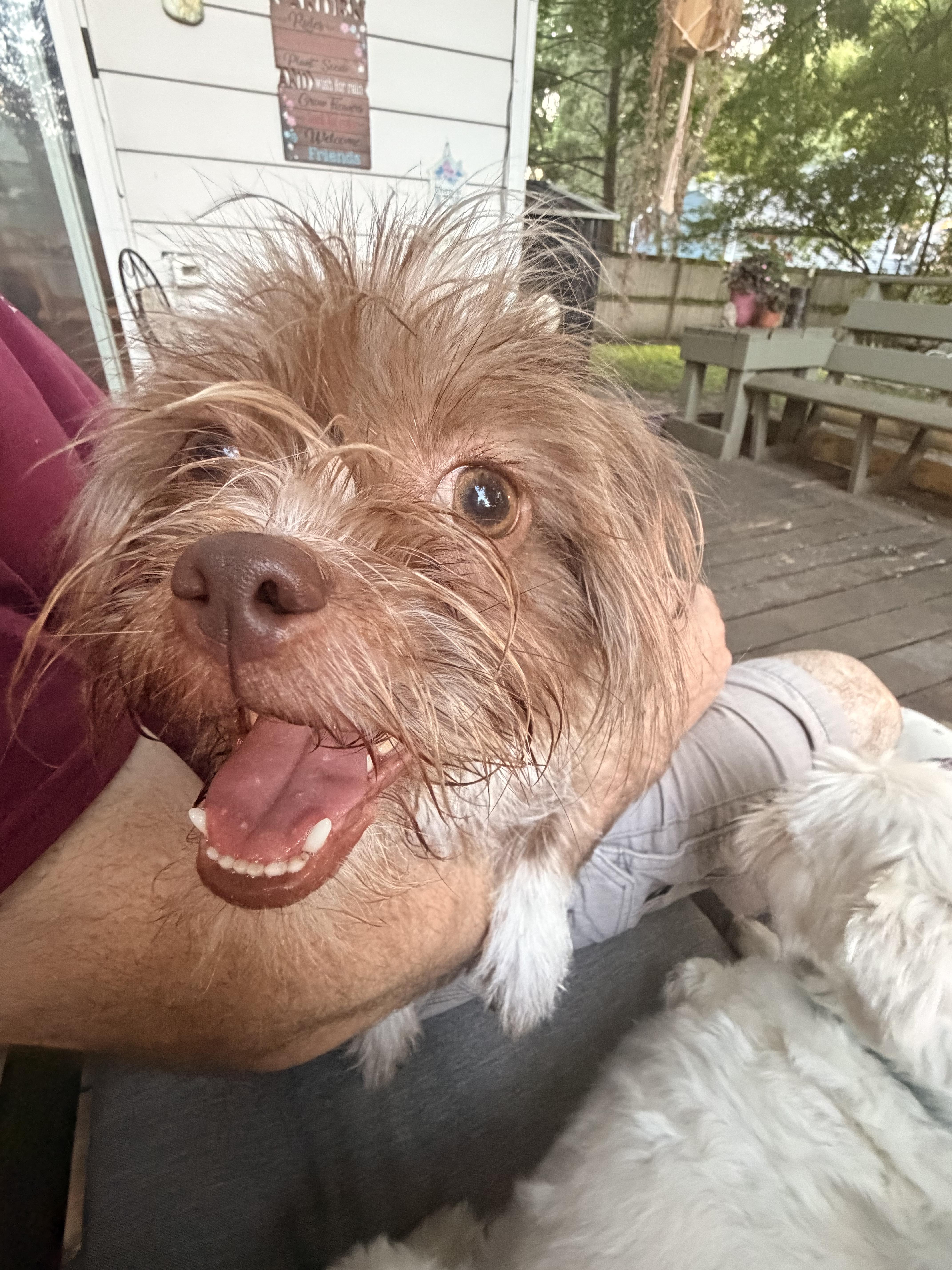 A young small-sized female Shih Tzu dog named Brownie for adoption in Byron, IL
