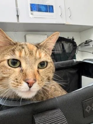 An adult medium-sized female Domestic Short Hair cat named Sweetie for adoption in Seattle, WA
