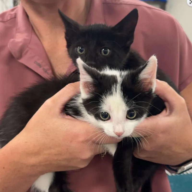 A baby small-sized male Black Domestic Short Hair cat named Juice for adoption in Coralville, IA
