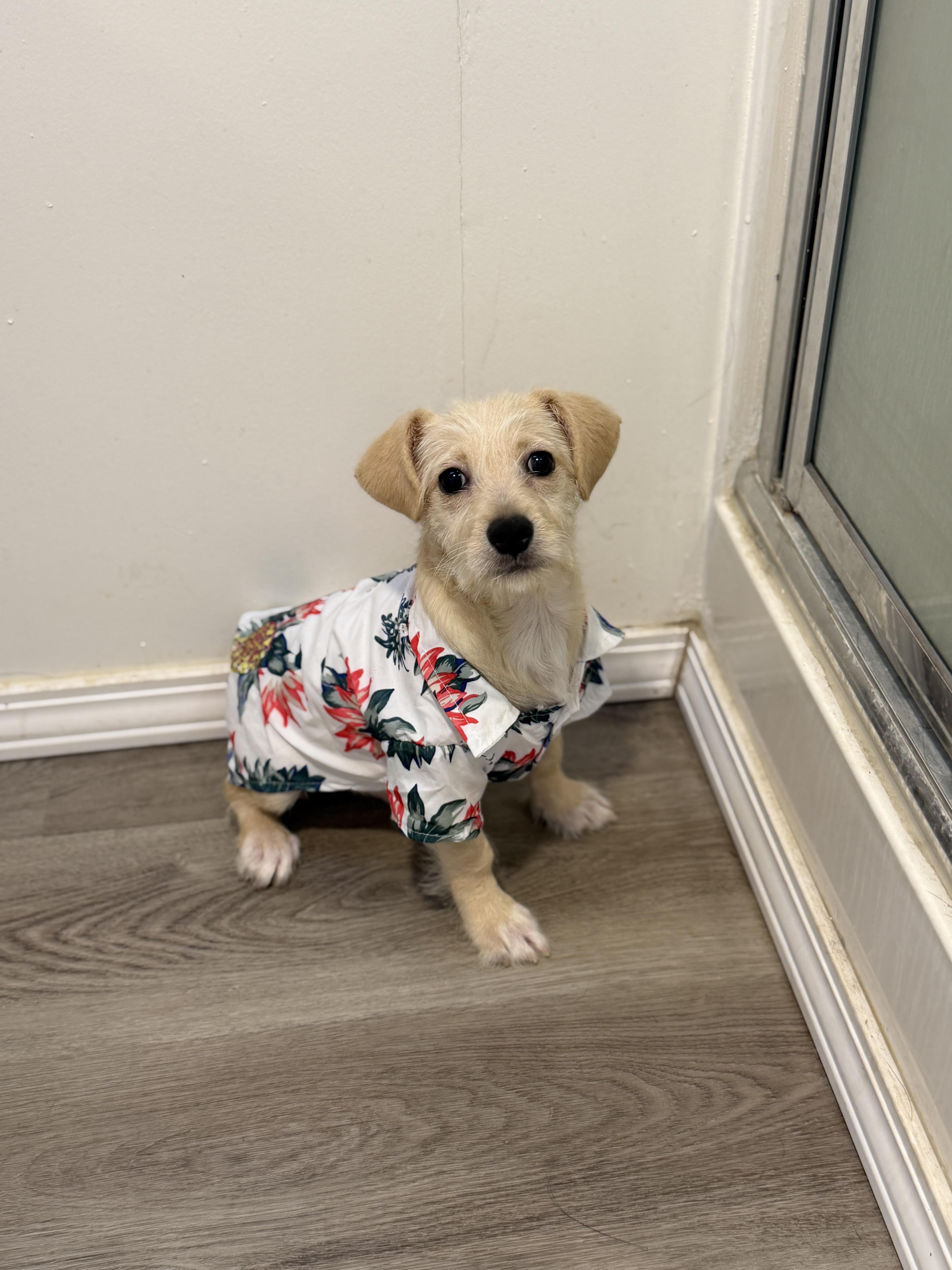 A baby small-sized male Terrier dog named Sherman for adoption in San Diego, CA
