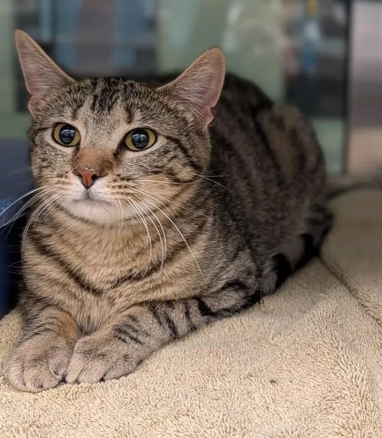 A young small-sized female Domestic Short Hair cat named Maya for adoption in Lees Summit, MO