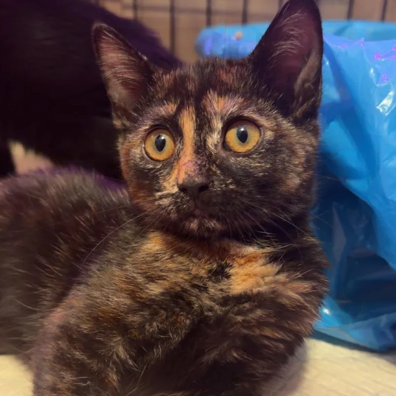 A baby small-sized female Tortoiseshell Domestic Short Hair cat named Plissken for adoption in Gainesville, FL