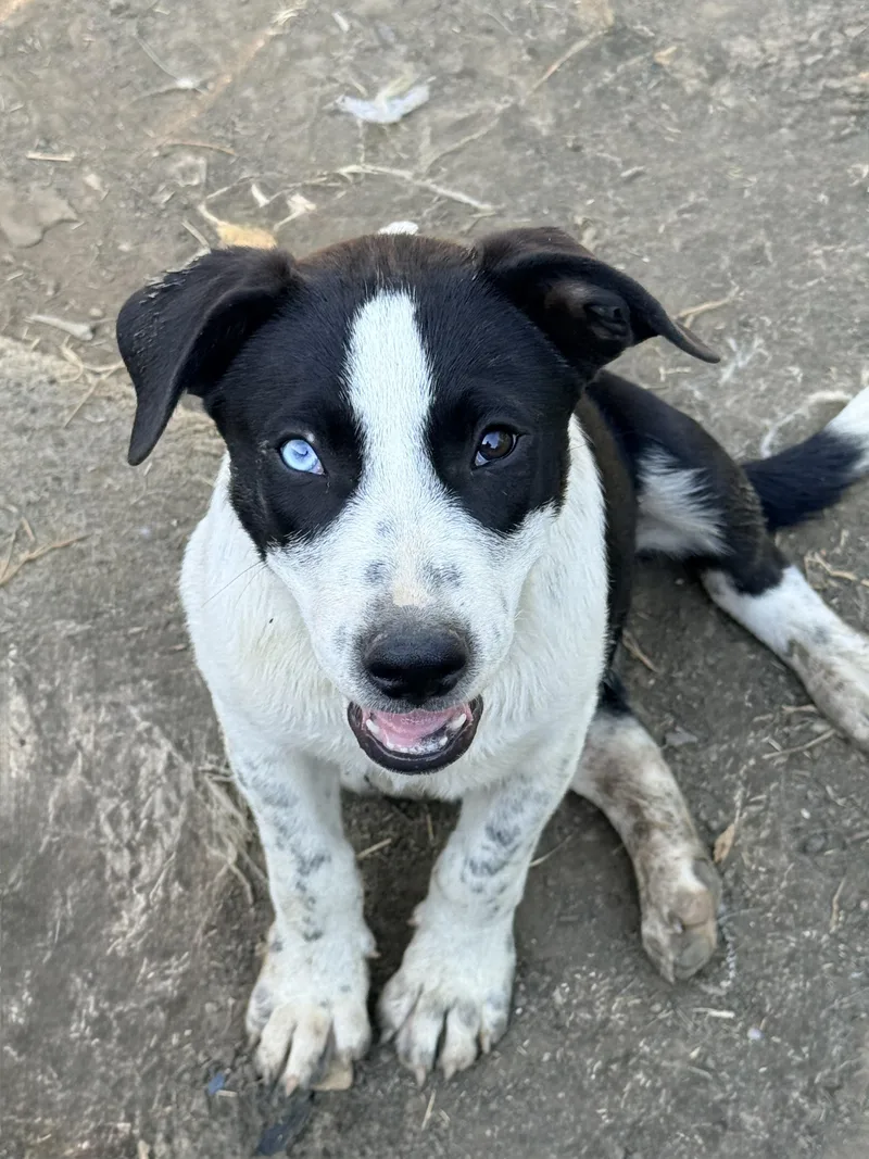 A baby medium-sized male Corgi dog named Bluey for adoption in Plano, TX
