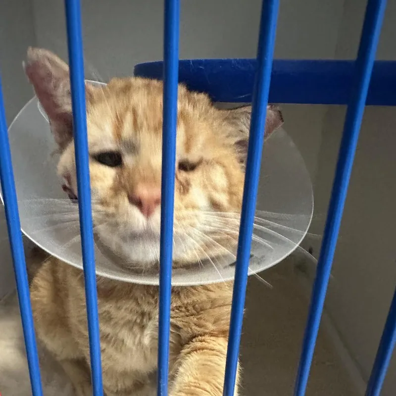A senior large-sized male Orange / Red Domestic Short Hair cat named King Glitter Cheeks for adoption in Pekin, IL