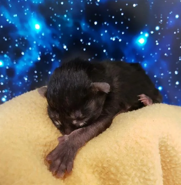 A baby small-sized male Domestic Short Hair cat named Cubs for adoption in Tucson, AZ