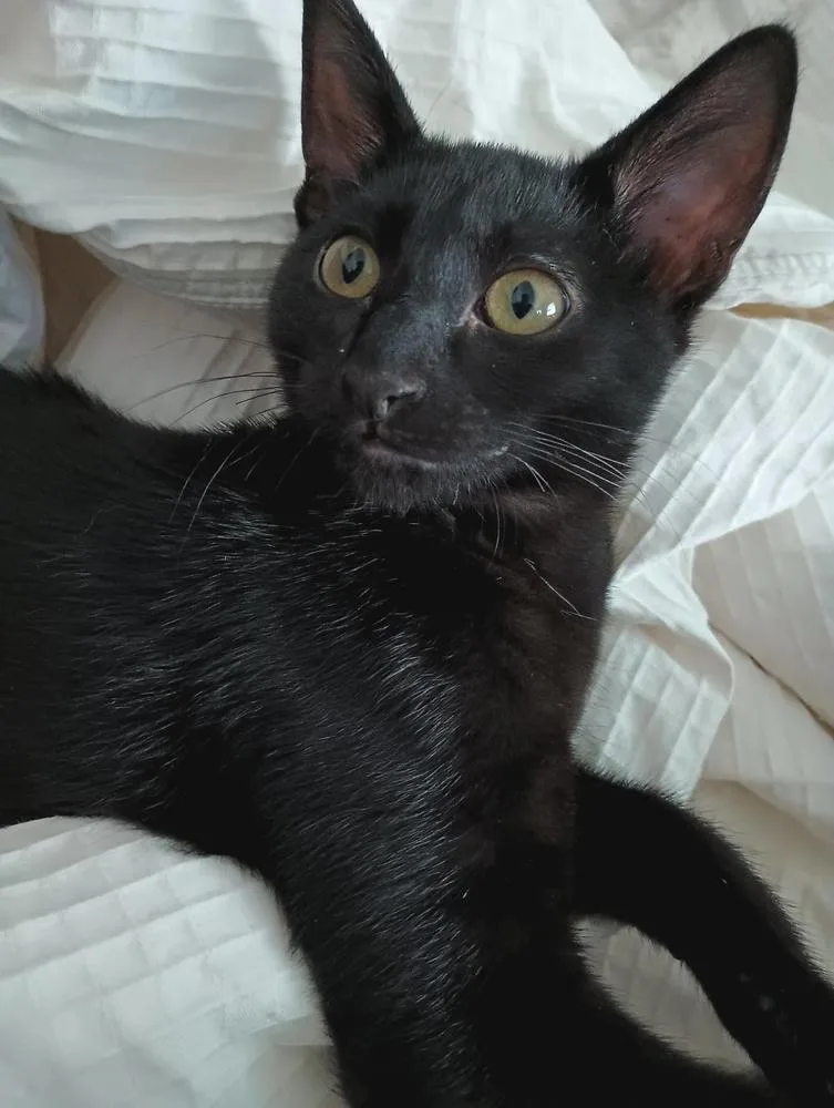 An adult medium-sized female Black Domestic Short Hair cat named Bellatrix for adoption in Lebanon, OR