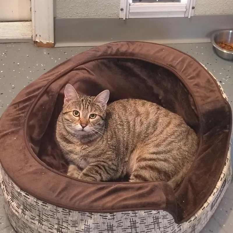A young medium-sized female Domestic Short Hair cat named Karat for adoption in Lincoln, CA