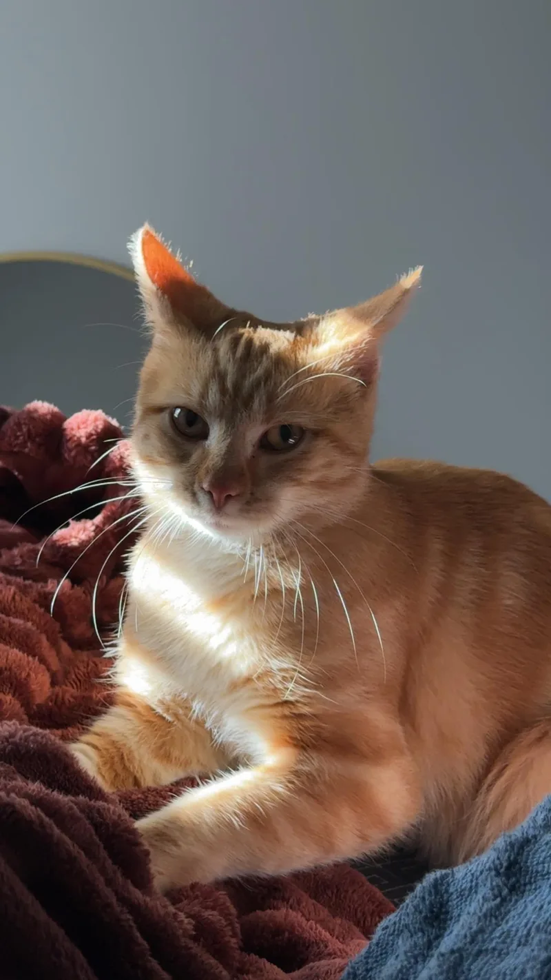 A young medium-sized male Orange / Red Domestic Short Hair cat named Pancake for adoption in West Chester, OH